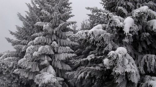 Low angle view of trees against sky