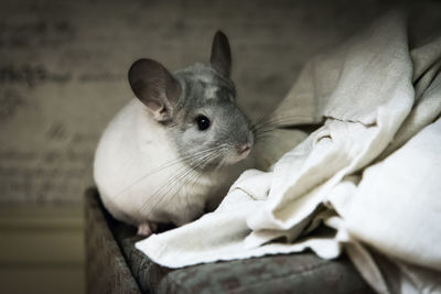 Close-up of rabbit sitting on chair