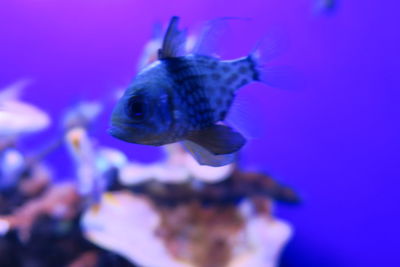 Close-up of fish swimming in aquarium