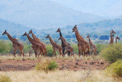 Giraffe in the wild, east africa