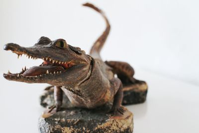 Close-up of crocodile toy against white background