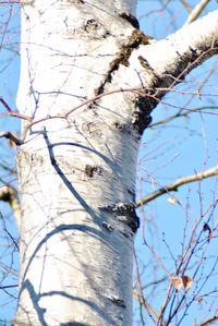 Low angle view of bare trees