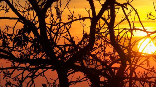 Low angle view of silhouette tree against orange sky