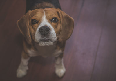 Close-up portrait of dog standing on floor