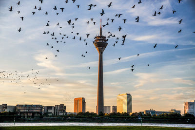 Flock of birds flying in city