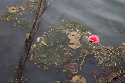 Pink flowers floating on pond