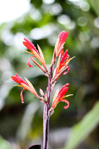 Close-up of red flowering plant