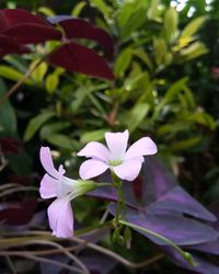 Close-up of flower blooming outdoors