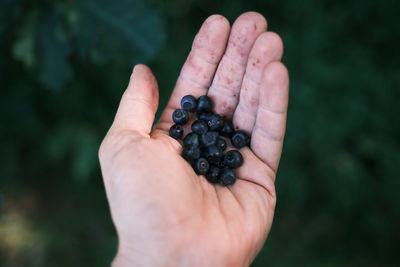 Close-up of hand holding fruit