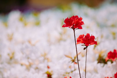 Close-up of red flowers blooming outdoors