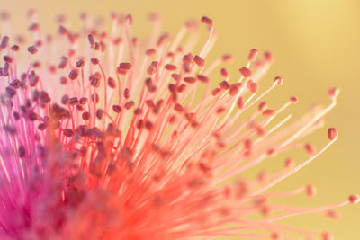 Close-up of red flowering plant