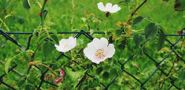 Close-up of white flowering plants
