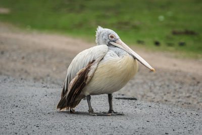 Close-up of bird