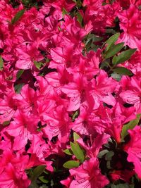 Full frame shot of pink flowers