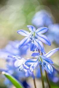 Close-up of purple flowering plant
