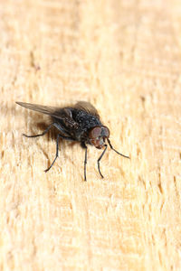 Close-up of insect