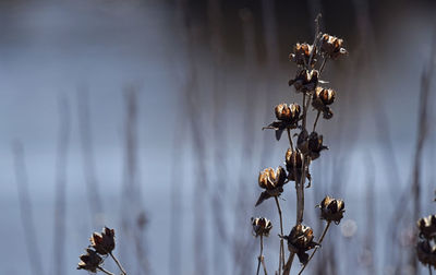 Close-up of wilted plant