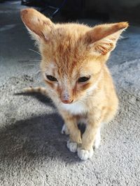 Portrait of ginger cat