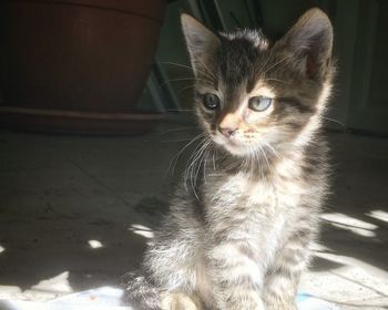 Close-up of cat looking away