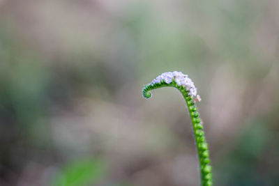 Close-up of green plant