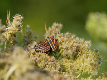 Close-up of bugs on plant