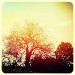 Low angle view of bare trees against sky