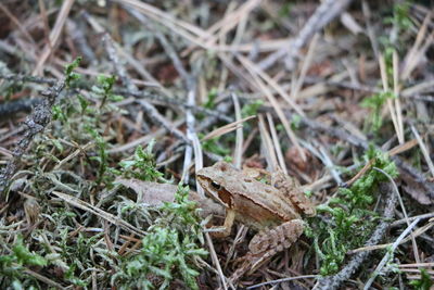 Close-up of dried plant on field