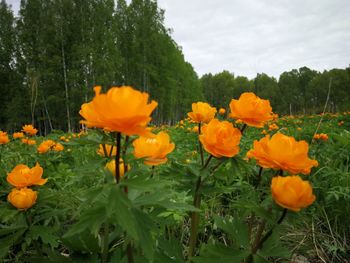 Close-up of yellow flowering plants on field