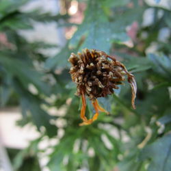 Close-up of bee on flower