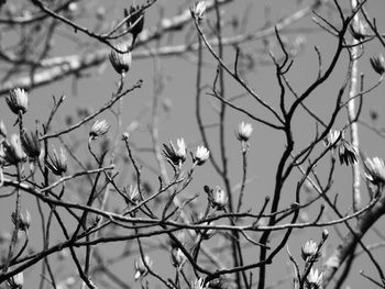 Close-up of white flowering plants