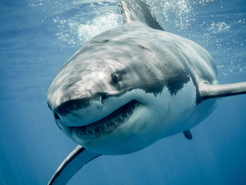 Close-up of shark swimming in sea