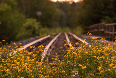 Close-up of yellow flowers on railroad track