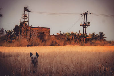 View of an animal on field