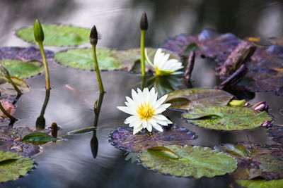 Close-up of lotus water lily