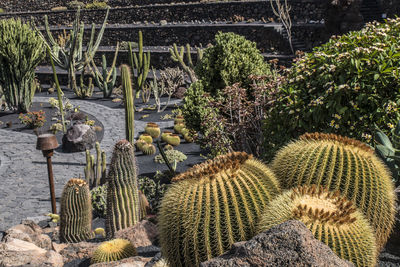 Cactus plants growing on field