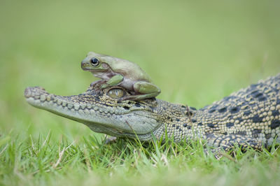 Close-up of a lizard on land