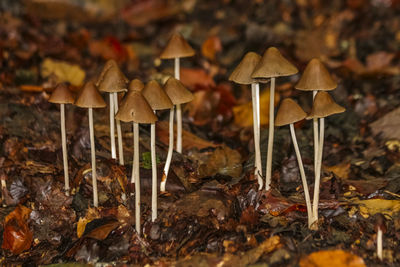 Close-up of mushroom on autumn leaves
