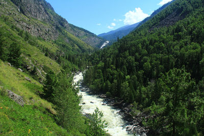 Rough river surrounded by forest in a high mountain gorge against the sky in summer
