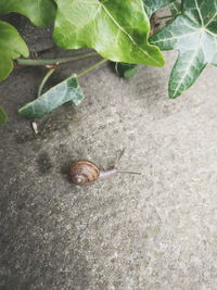 Close-up high angle view of snail on ground