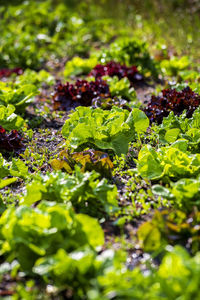 Full frame shot of leaves growing on field