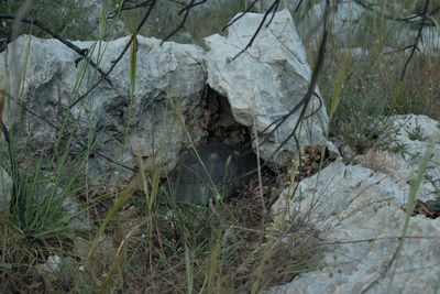 Close-up of dead plant on rock in forest