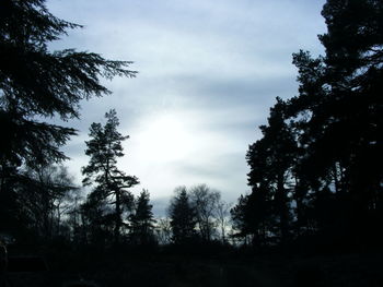 Low angle view of trees against sky