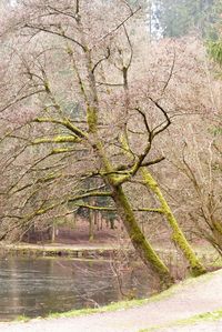 Bare tree by lake