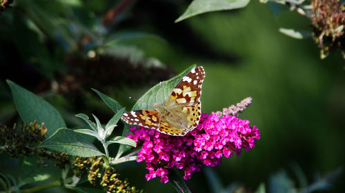 Close-up of butterfly pollinating on purple flower