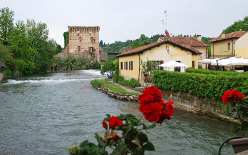 View of flowering plants by river against buildings