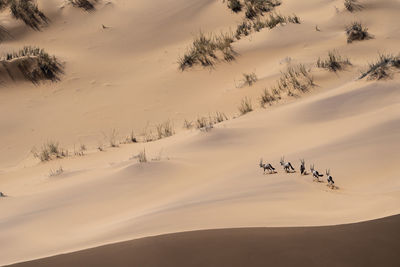 A group of oryx runs in the sand dunes of the namibian desert