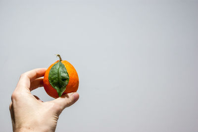 Midsection of person holding apple against white background