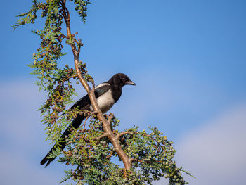 Low angle view of bird perching on tree against sky