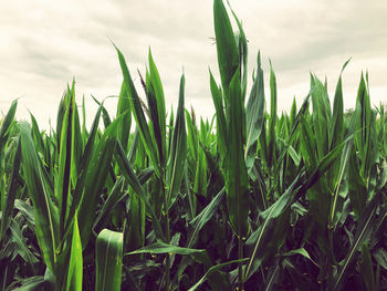 Close-up of crops growing on field against sky