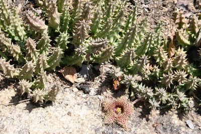 Close-up of plant growing on rock